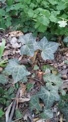 Hedera helix
