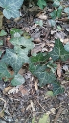 Hedera helix