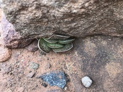 Adromischus trigynus