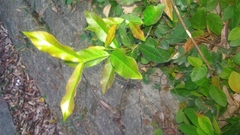 Trachelospermum jasminoides