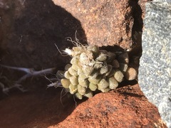 Anacampseros filamentosa