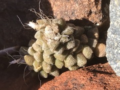 Anacampseros filamentosa