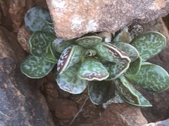 Adromischus trigynus