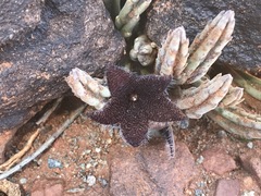 Stapelia olivacea