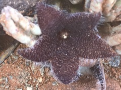 Stapelia olivacea