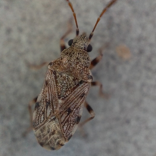Prytanes oblongus