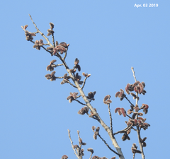 Populus tomentiglandulosa