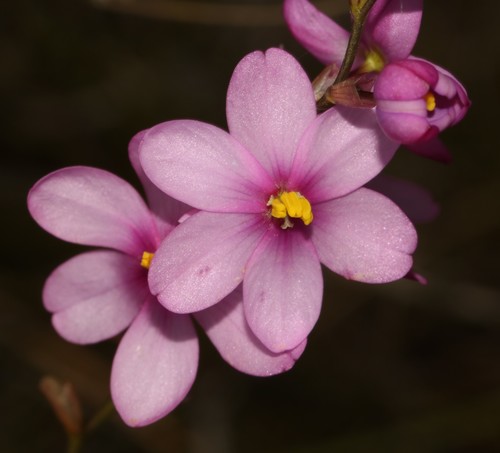 Image of Ixia stricta by (c) Brian du Preez, some rights reserved (CC BY-SA)