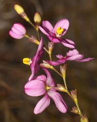 Ixia stricta