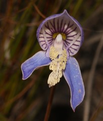 Disa venusta