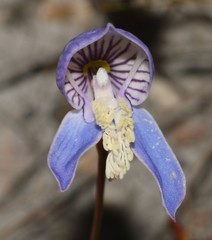 Disa venusta