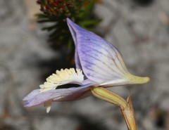 Disa venusta