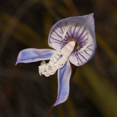 Disa venusta