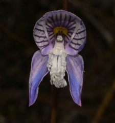 Disa venusta