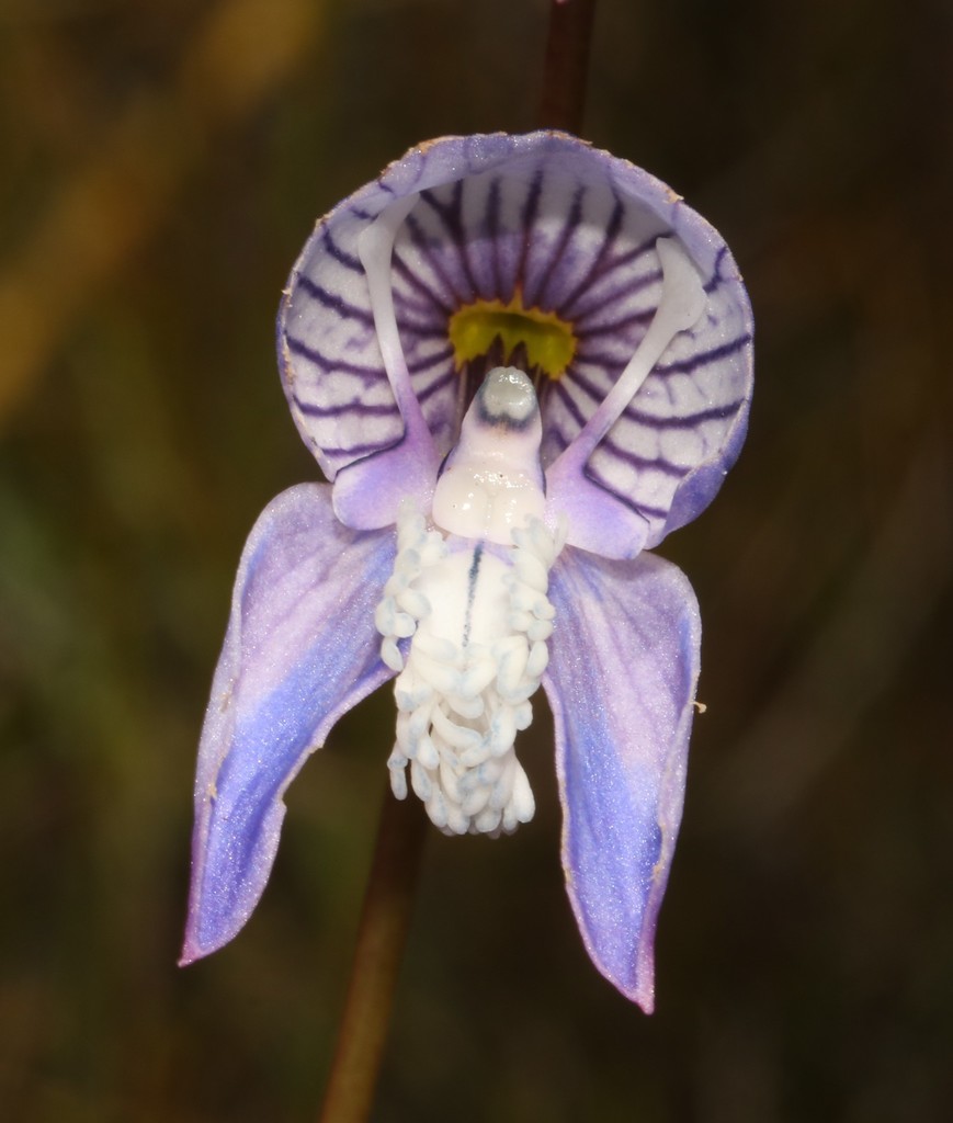 Charming Disa