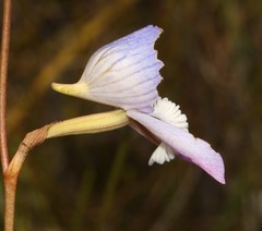 Disa venusta