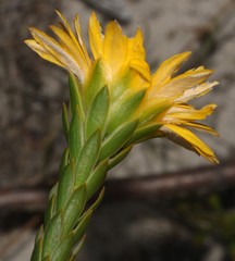 Lachnaea aurea