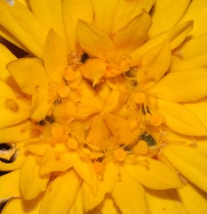 Lachnaea aurea