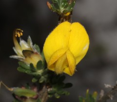 Aspalathus oblongifolia