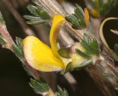 Aspalathus oblongifolia