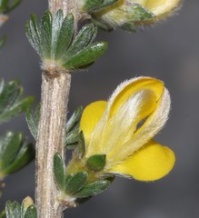 Aspalathus oblongifolia