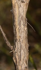 Aspalathus oblongifolia