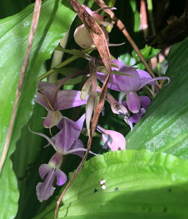 Calanthe puberula