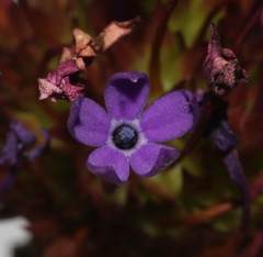 Rhigiophyllum squarrosum