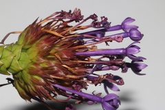 Rhigiophyllum squarrosum