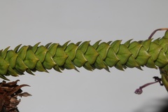 Rhigiophyllum squarrosum