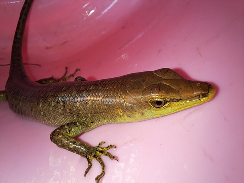 Emoia longicauda observed 2023-12-10