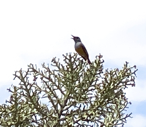 Littoral Rock Thrush (Monticola imerina), photo 10