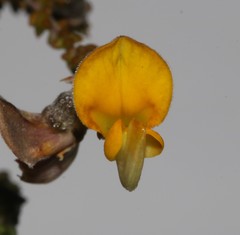 Aspalathus microphylla