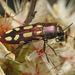 Castiarina parallela - Photo (c) Connor Margetts, some rights reserved (CC BY), uploaded by Connor Margetts