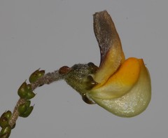 Aspalathus microphylla