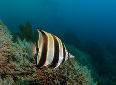 Chelmonops truncatus