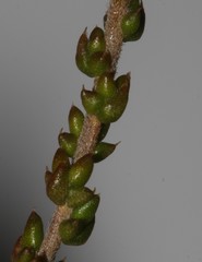 Aspalathus microphylla