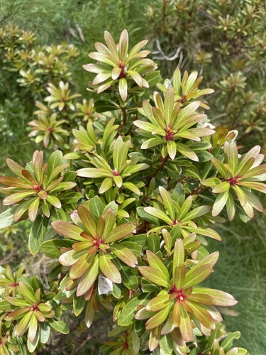 Tasmannia xerophila (Tasmannia xerophila)