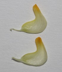 Aspalathus microphylla