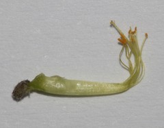 Aspalathus microphylla