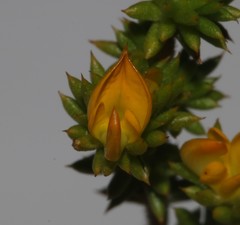 Aspalathus batodes spinulifolia