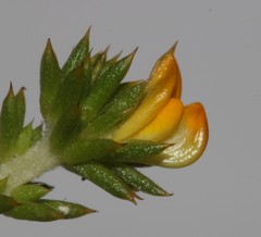 Aspalathus batodes spinulifolia