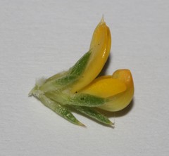 Aspalathus batodes spinulifolia