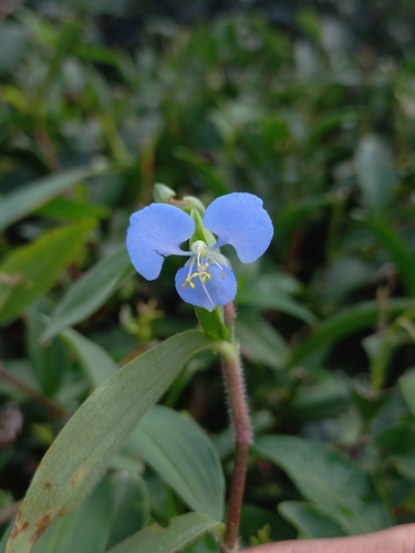 Commelina longifolia