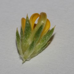 Aspalathus batodes spinulifolia