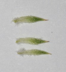 Aspalathus batodes spinulifolia