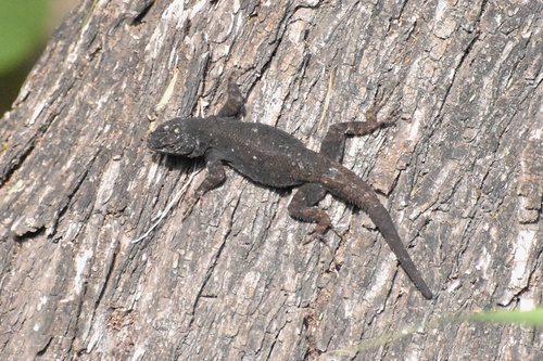 Graphic Spiny Lizard