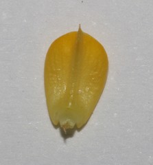 Aspalathus batodes spinulifolia