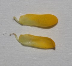 Aspalathus batodes spinulifolia