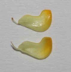 Aspalathus batodes spinulifolia